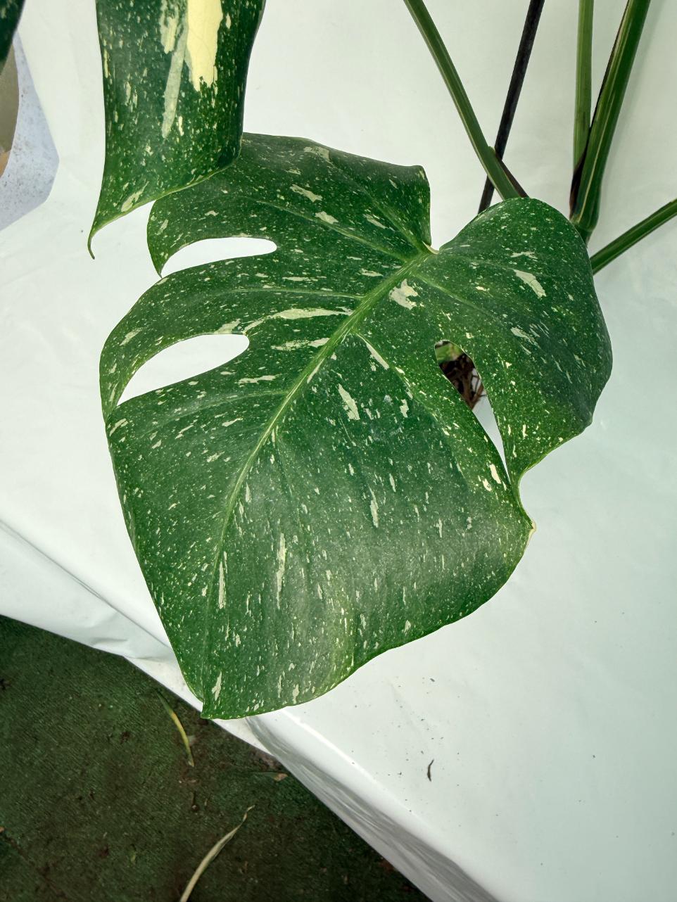 Monstera Thai Constellation XL