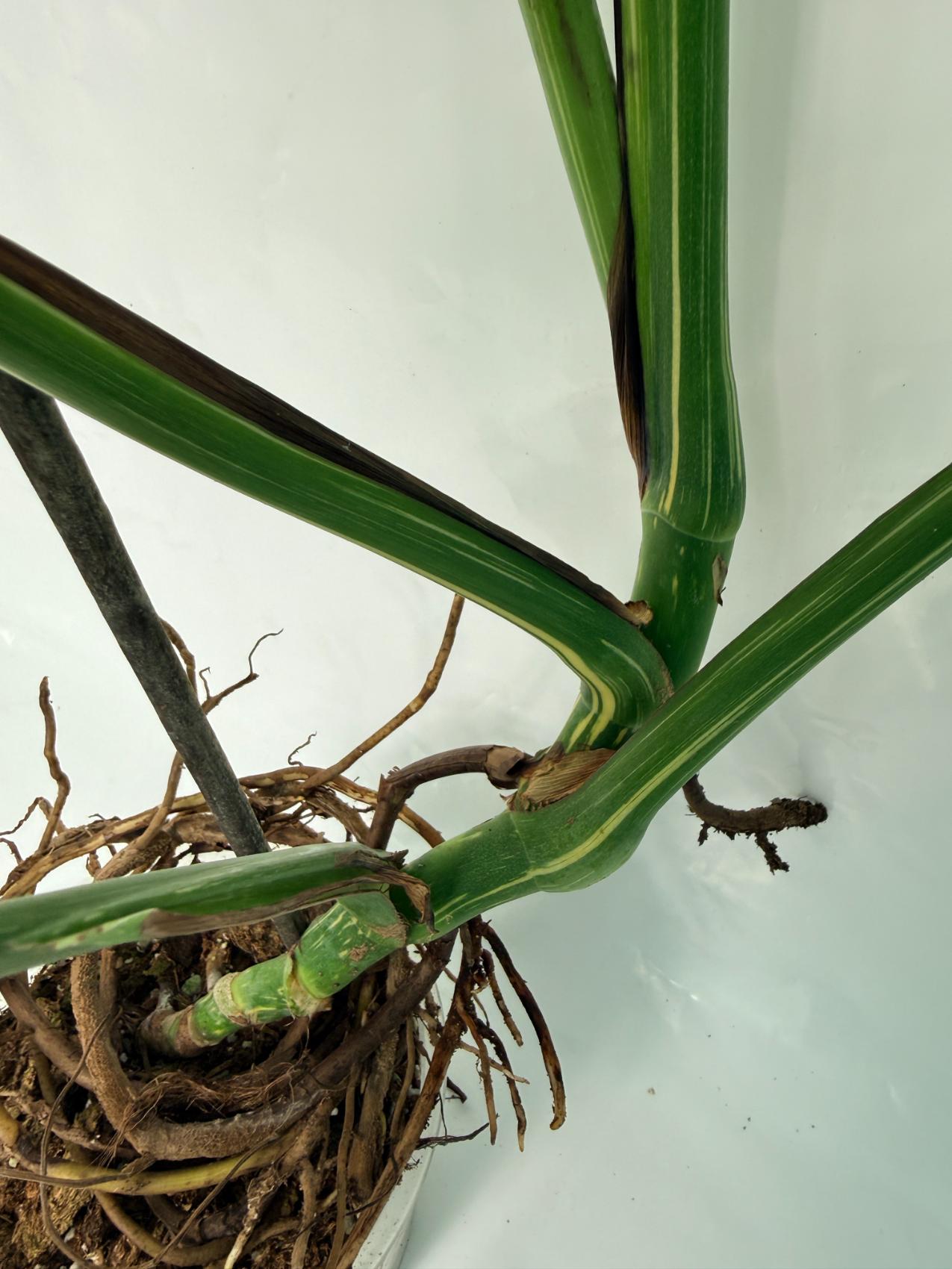 Monstera Thai Constellation XL