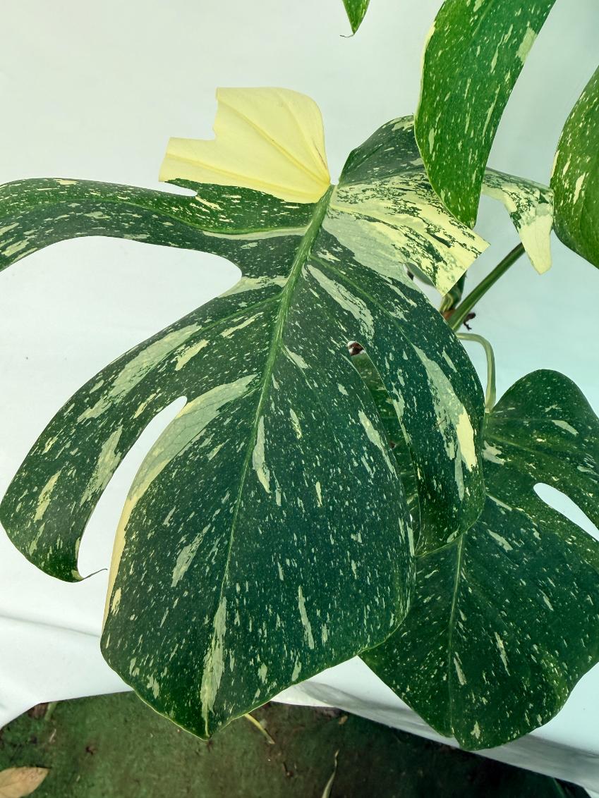 Monstera Thai Constellation XL