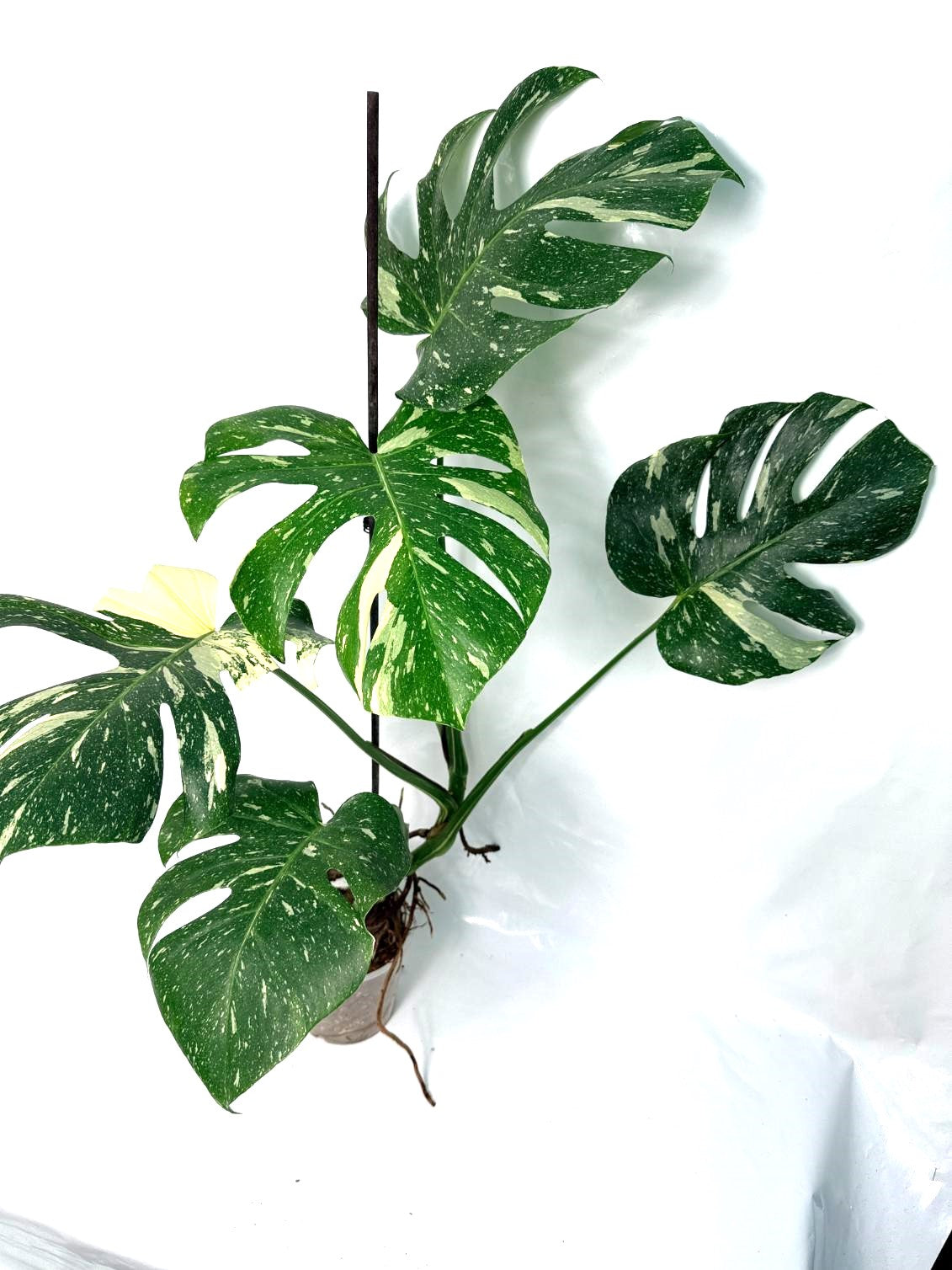 Monstera Thai Constellation XL