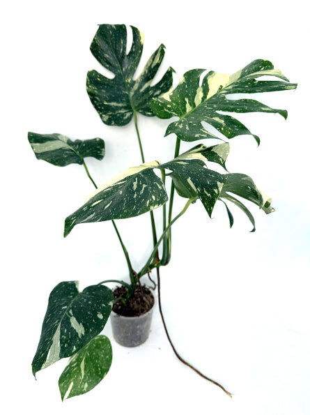 Monstera_Thai_Constellation