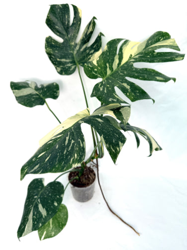 Monstera_Thai_Constellation