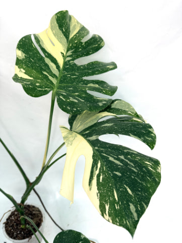 Monstera_Thai_Constellation