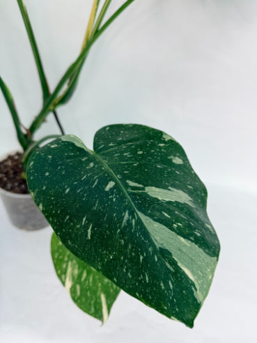 Monstera_Thai_Constellation