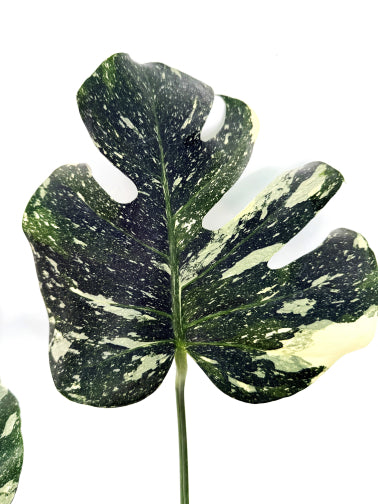 Monstera_Thai_Constellation