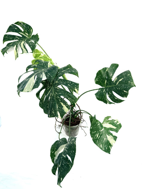 Monstera_Thai_Constellation