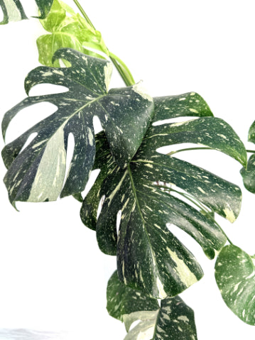 Monstera_Thai_Constellation