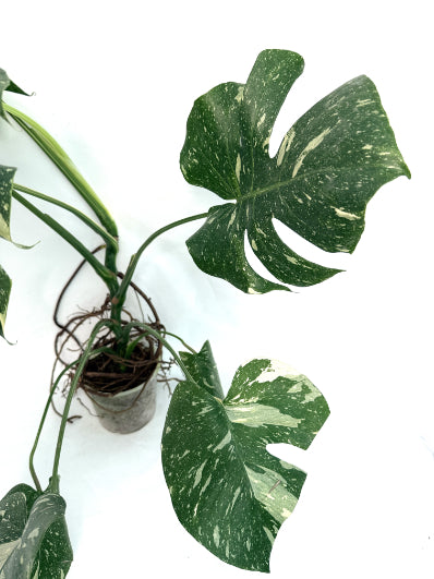 Monstera_Thai_Constellation