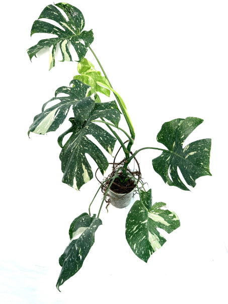 Monstera_Thai_Constellation