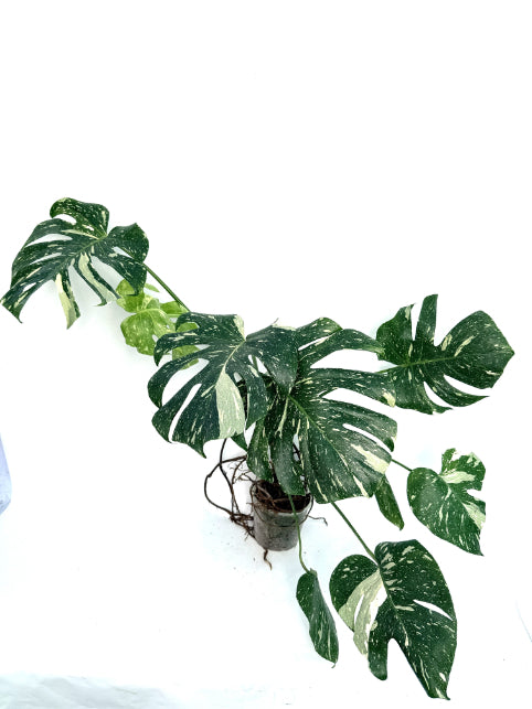 Monstera_Thai_Constellation