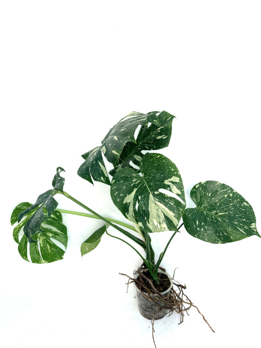 Monstera_Thai_Constellation