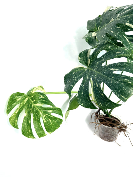 Monstera_Thai_Constellation