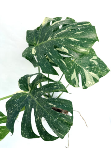 Monstera_Thai_Constellation