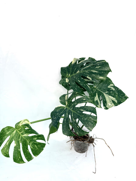 Monstera_Thai_Constellation