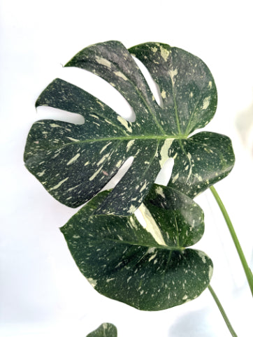 Monstera_Thai_Constellation