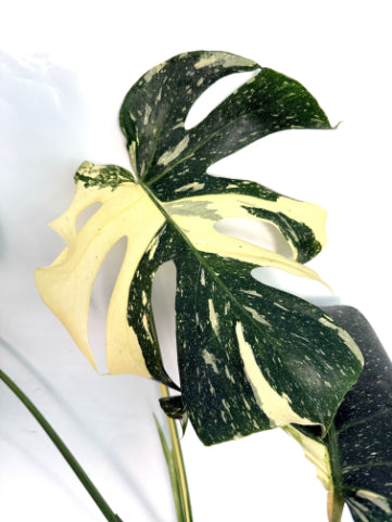 Monstera_Thai_Constellation