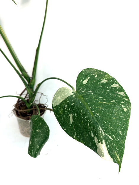 Monstera_Thai_Constellation