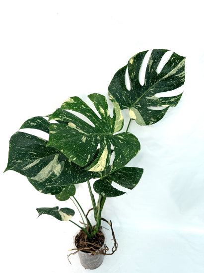 Monstera_Thai_Constellation