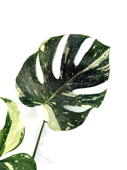 Monstera_Thai_Constellation