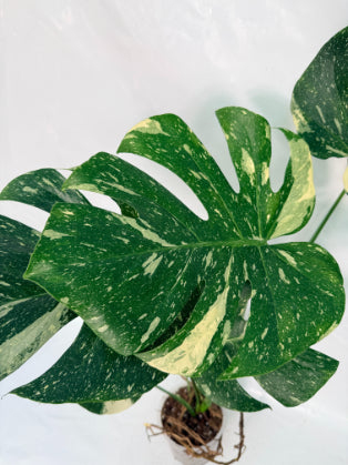 Monstera_Thai_Constellation