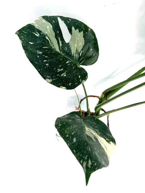 Monstera_Thai_Constellation