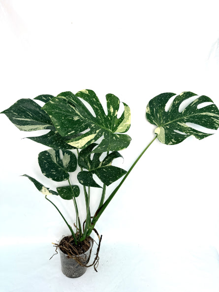 Monstera_Thai_Constellation