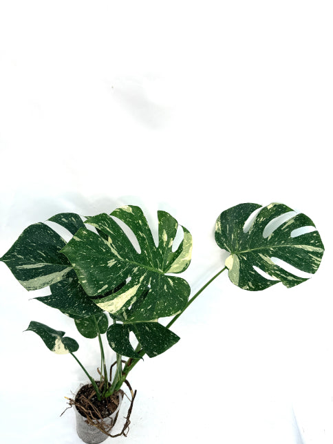 Monstera_Thai_Constellation