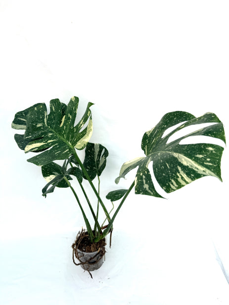 Monstera_Thai_Constellation