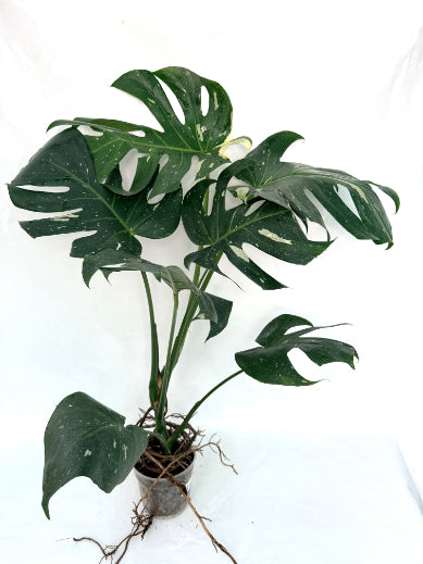 Monstera_Thai_Constellation