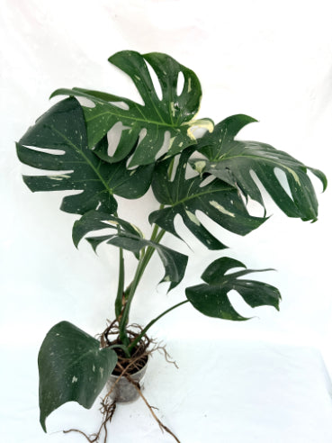 Monstera_Thai_Constellation