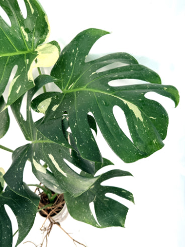 Monstera_Thai_Constellation