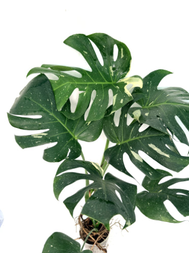 Monstera_Thai_Constellation