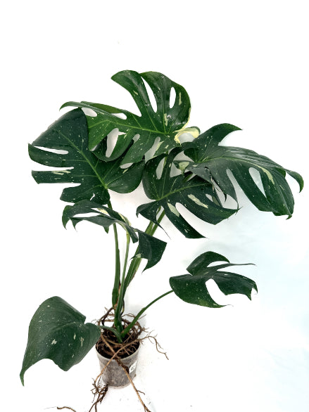 Monstera_Thai_Constellation