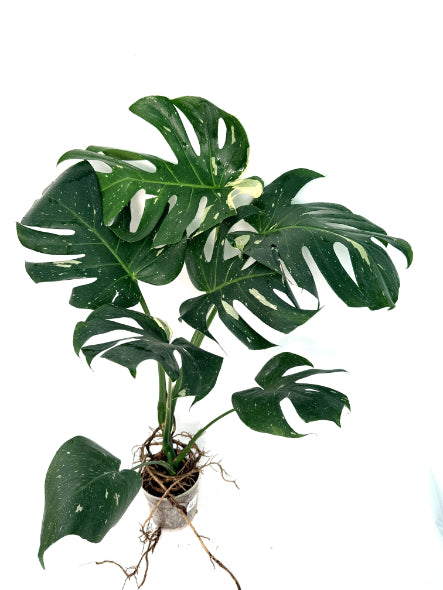 Monstera_Thai_Constellation