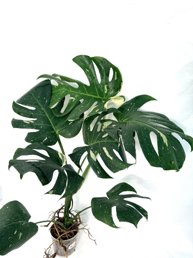 Monstera_Thai_Constellation