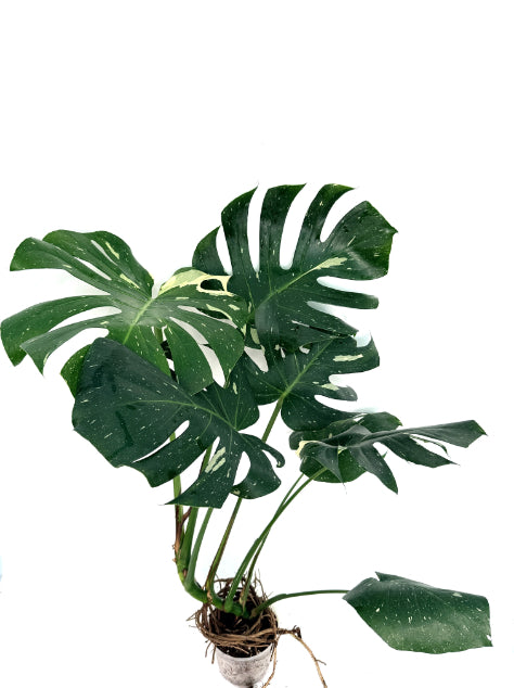 Monstera_Thai_Constellation