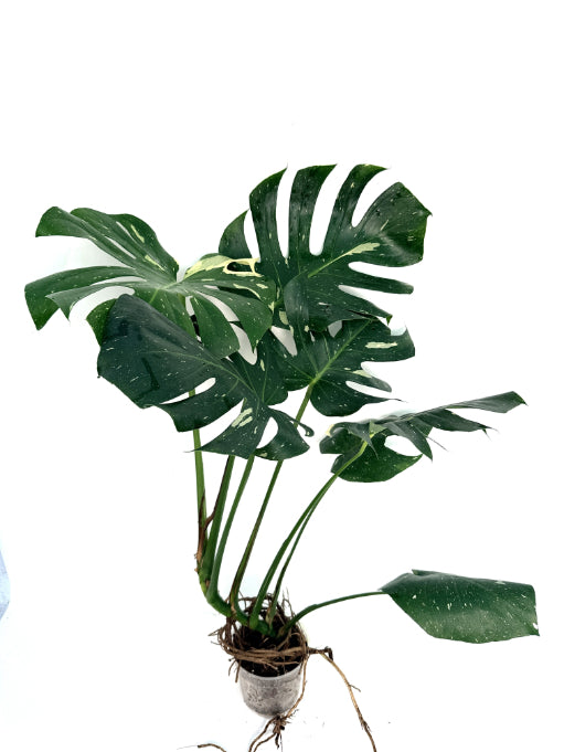 Monstera_Thai_Constellation