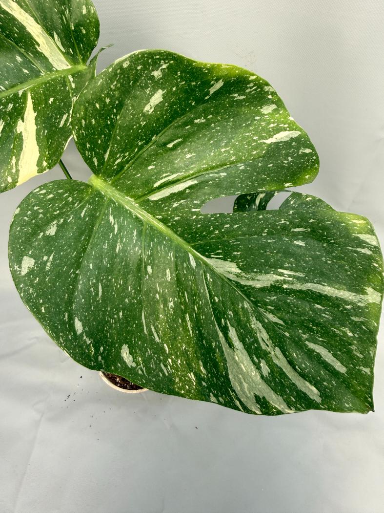 Monstera Thai Constellation 06