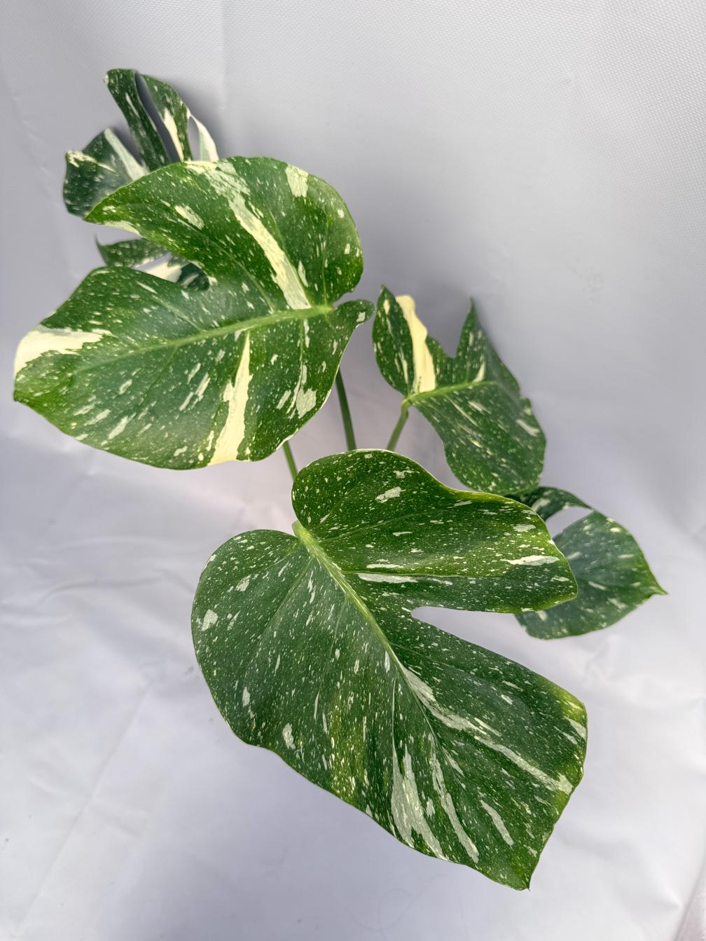Monstera Thai Constellation 07