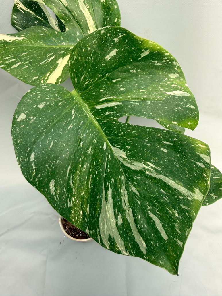 Monstera Thai Constellation 08