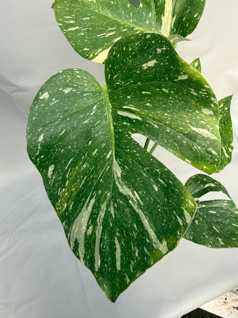 Monstera Thai Constellation 02