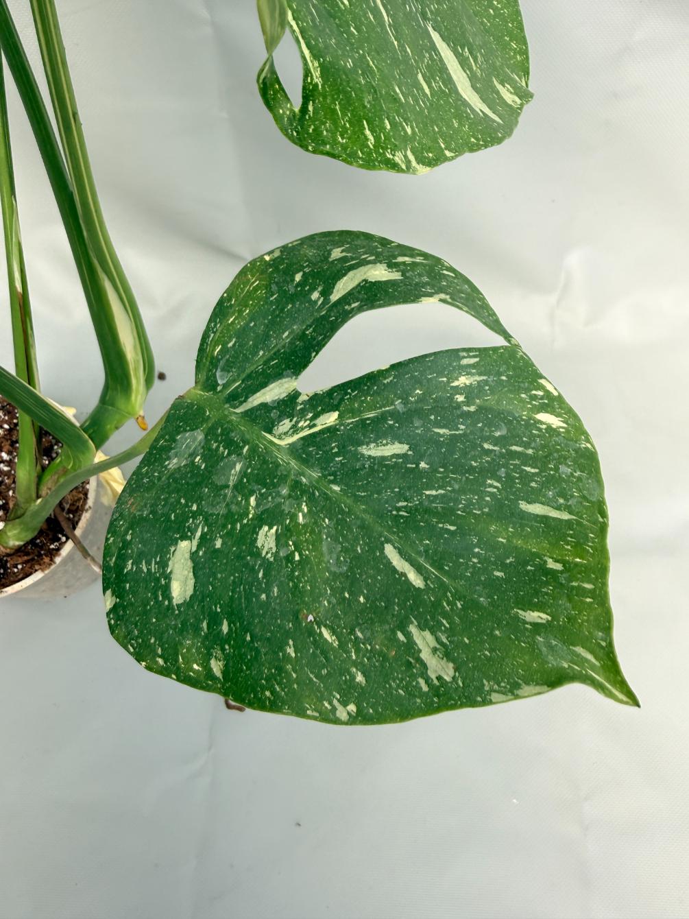 Monstera Thai Constellation 03