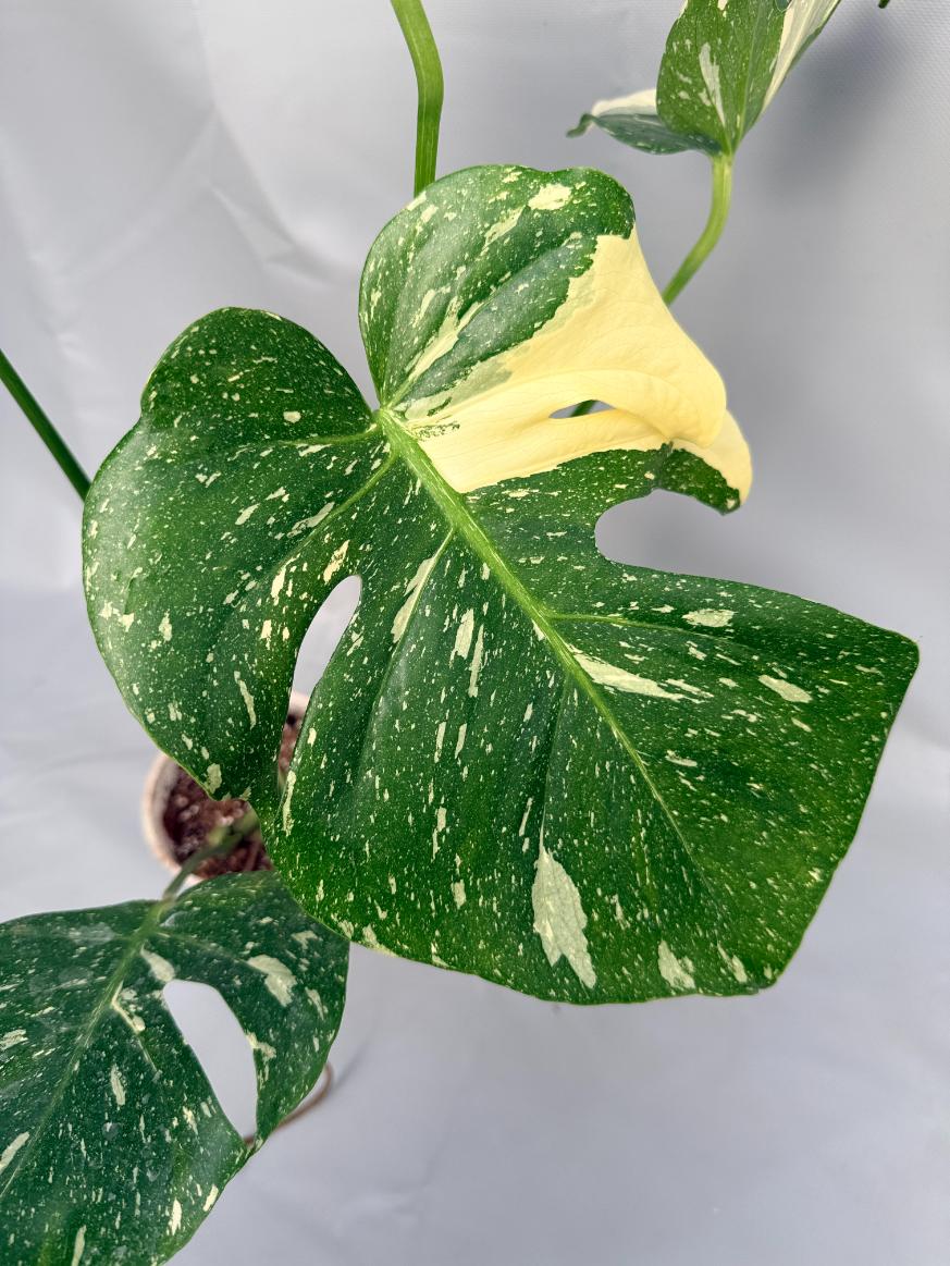 Monstera Thai Constellation 04