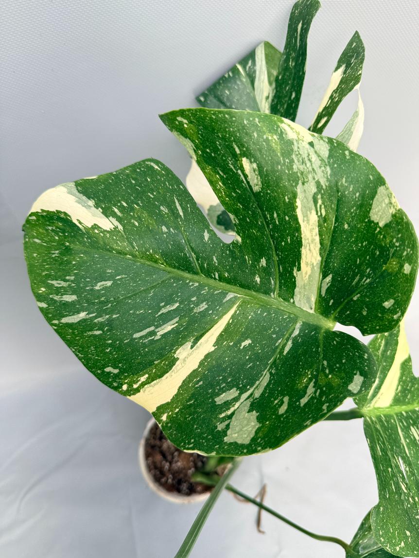 Monstera Thai Constellation 05