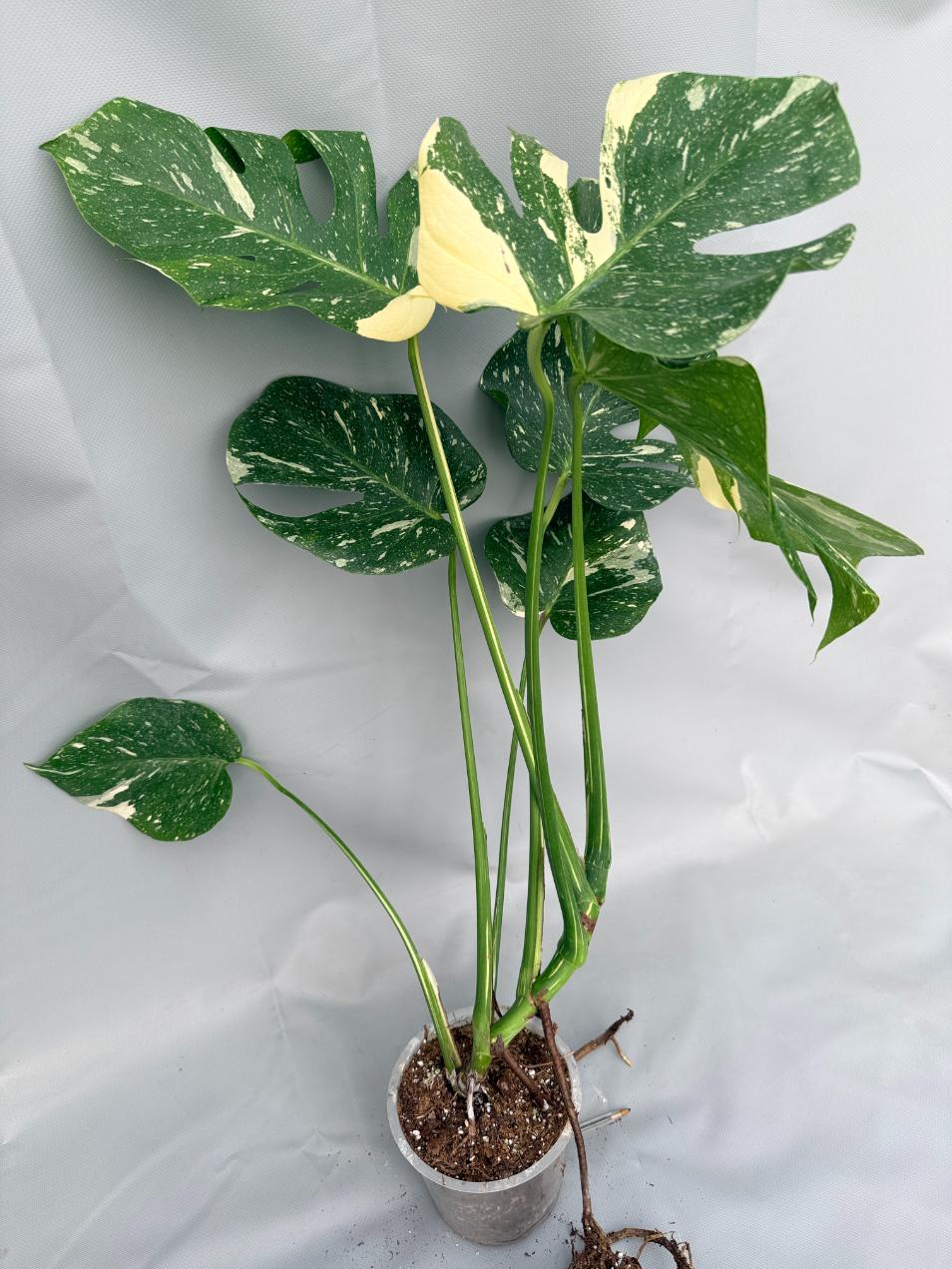 Monstera Thai Constellation XL 01