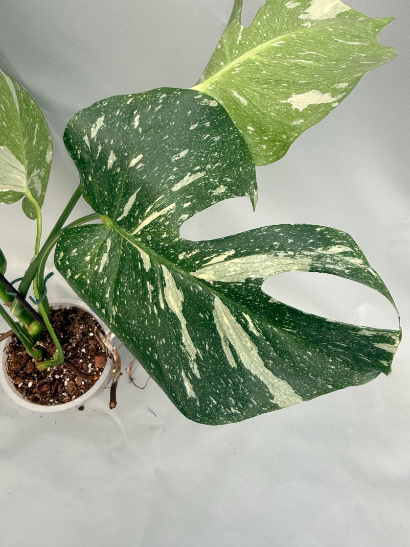 Monstera Thai Constellation XL 02