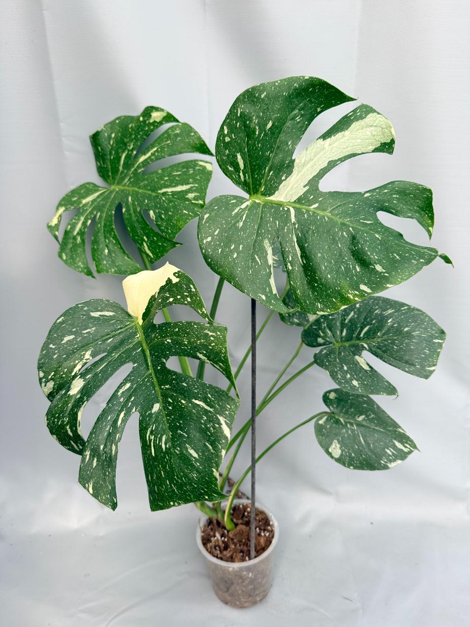 Monstera Thai Constellation XL 01