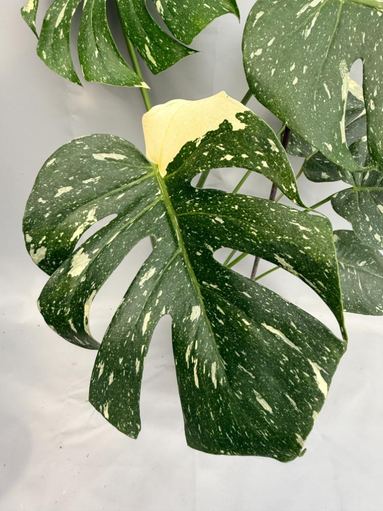Monstera Thai Constellation XL 02