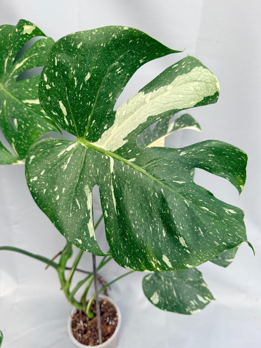 Monstera Thai Constellation XL 03