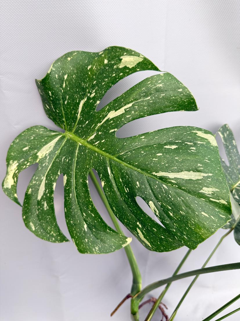 Monstera Thai Constellation XL 04